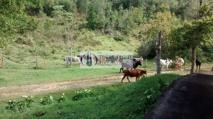 Fazenda à venda com 4 quartos, 726000m² - Foto 15