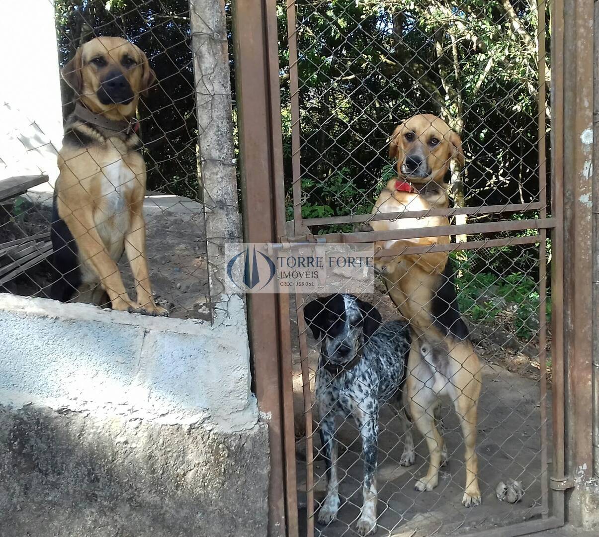 Fazenda à venda com 3 quartos, 8000m² - Foto 19